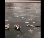 В центре Астрахани кот примерз ко льду. Видео спасательной операции