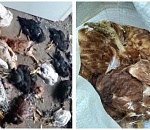 Кровавая драма на тридцатке: собаки задрали больше ста кур и другой домашней живности