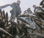 Астраханские экологи хотят подать в суд на Росгидромет за массовую гибель рыбы