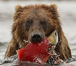 Нормальная статья про праймериз (городские округа)