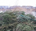 Печальное фото дня: кладбище новогодних ёлок