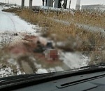 Вдова растерзанного собаками астраханца: На мужа напали не в первый раз