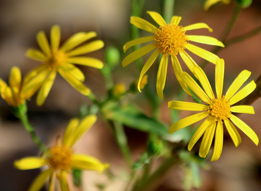 Астраханская погода в июле