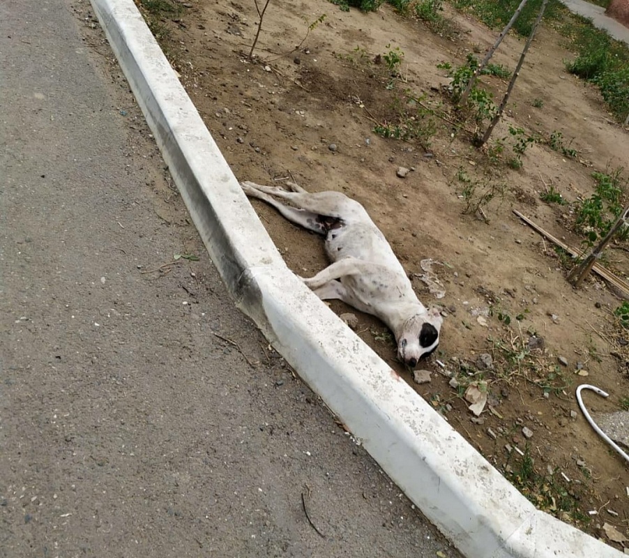 Астраханцы сообщают о гибели бродячих собак в Юго-Востоке-3