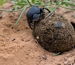 Записки астраханского натуралиста. Что едят скарабеи