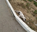 Астраханцы сообщают о гибели бродячих собак в Юго-Востоке-3