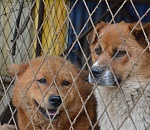 Почему в Астрахани еще не ввели экстраординарную ситуацию и не отловили всех собак?