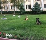 За восемь месяцев собаки покусали астраханцев 3952 раза