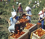 "Астрахань: я вспоминаю...": По самые помидоры…