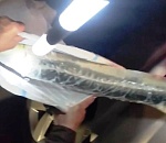 На севере Астраханской области полиция остановила иномарку с  черной и щучьей икрой и 13 тушками осетровых