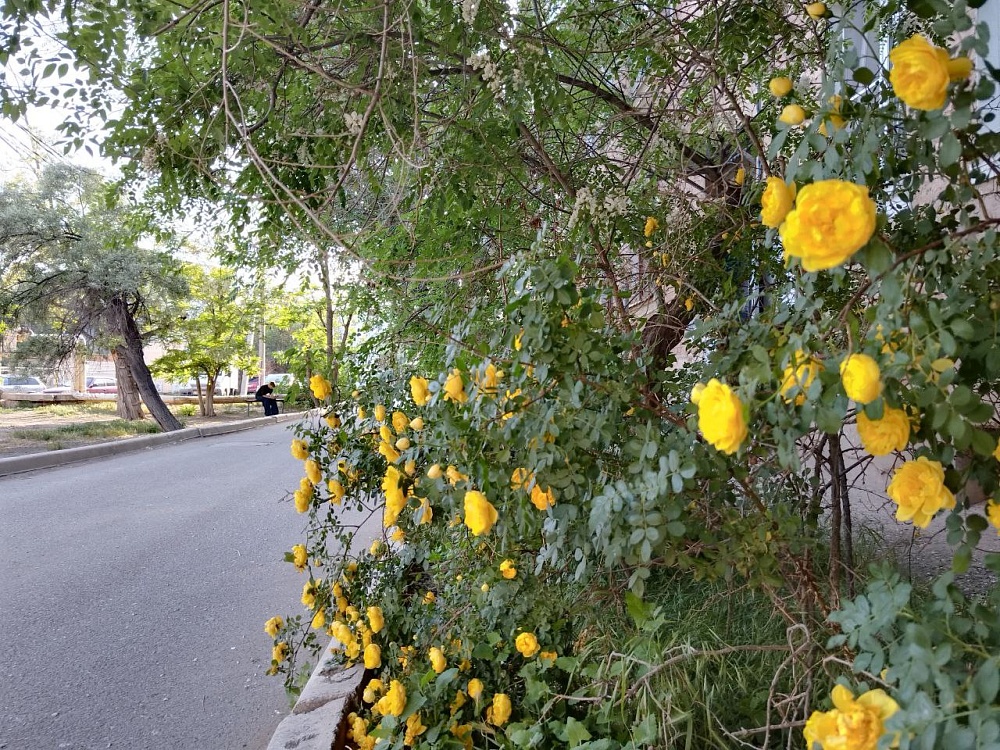 Завтра в Астрахани тепло и наконец-то без дождя 