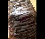 В Астраханской области поймали странную рыбу