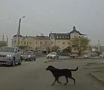 В Астрахани появилось видео-доказательство, что собаки умнее людей