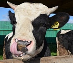 100 бычков не преодолели астраханскую границу