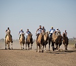 Верблюжьи бега прошли в Астраханской области при поддержке ЛУКОЙЛа