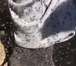 Север Астраханской области атакуют полчища мошек: видео