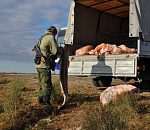 Астраханцы получили почти 20 лет колонии на четверых за вылов осетровых