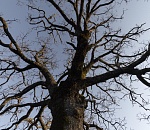 В Астраханской области женщину насмерть придавило деревом 