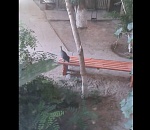 В подвале многоэтажки поселилась непрошеная гостья