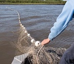 За месяц астраханские пограничники в дельте Волги вытащили почти 23 км сетей и 380 осетров