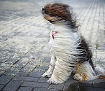В Астрахани прогнозируются обрывы линий связи и электропередач, падение деревьев