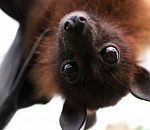 В Астрахани в подъезде многоэтажки поселилась стая летучих мышей