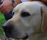 Астраханский лабрадор Норма стала лучшей поисковой собакой ЮФО