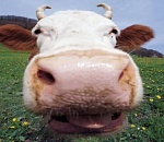 В Астраханской области арестовали два молокозавода