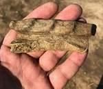 Находка века: в Астраханской области найдено древнейшее поселение