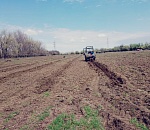 Что высадили в Астраханской области в рамках сохранения лесов?