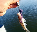 Астраханец поймал малюсенького монстра