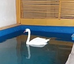 Лебедя со сломанным крылом, которого спасли под Астраханью, пытаются реабилитировать