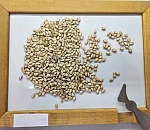 Новый сорт тыквы вывели в Астраханской области