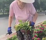 Вот это бабуля! В Астрахани засняли на видео пенсионерку, разоряющую клумбу