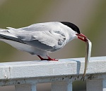 Иран и РФ увеличат товарооборот в рыбной отрасли 