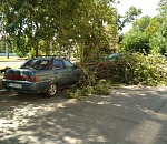 В Астрахани снова деревопад