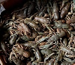 Астраханцы держали в "заложниках" более полтонны живых раков