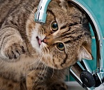 Сегодня астраханцы останутся без холодной воды