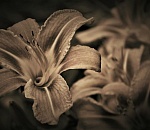 Спасти не удалось: еще двое астраханцев скончались от коронавируса