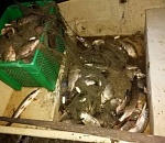 Астраханцы с помощью 100-метровой сетки поймали 50 килограммов рыбы