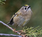 Записки астраханского натуралиста. Королек, самая маленькая птица Европы