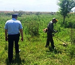 В Астраханской области за 10 дней уничтожили 119 га конопли