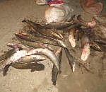 Полиция задержала троих астраханцев, ловивших рыбу на зимовальных ямах