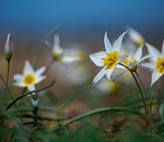 Записки астраханского натуралиста. Дикое цветение апреля