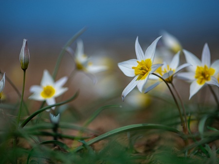 Записки астраханского натуралиста. Дикое цветение апреля