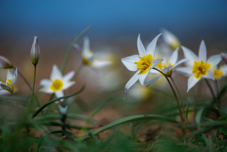 Записки астраханского натуралиста. Дикое цветение апреля
