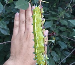 Астраханцев шокировала гигантская гусеница размером с человеческую ладонь 