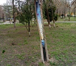 Красота внутри: в Астрахани неизвестные художники расписали спилы деревьев