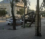 Схватка на Яблочкова в 5:00 утра. Автомобилист против дерева - 1:1.