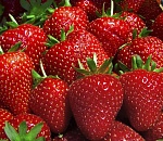 В Приволжском районе начнут выращивать раннюю клубнику